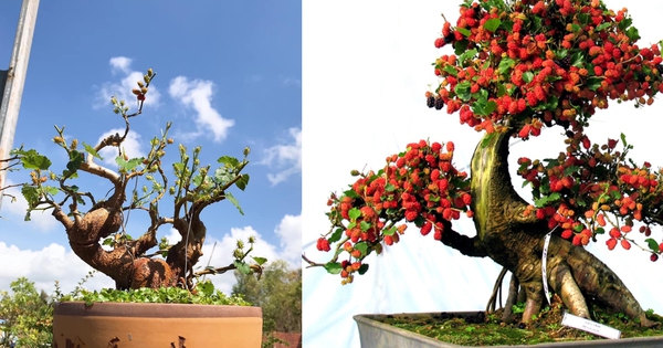 Làm thế nào để trồng cây dâu tằm bonsai?
