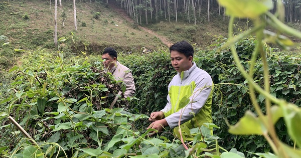 Thời gian cây hà thủ ô cho thu hoạch là bao lâu?
