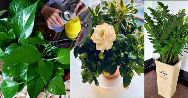 Loại cây cảnh uống bia bằng cốc, uống thường xuyên cành lá xanh tốt, mỡ màng như tưới "thần dược"