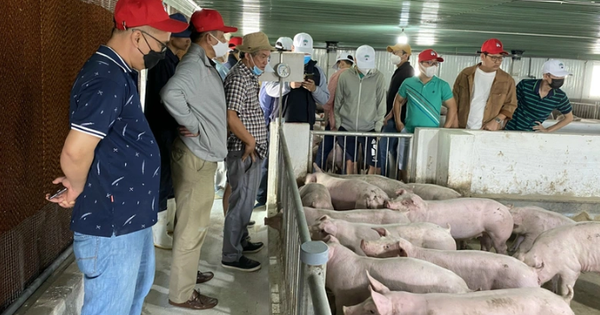 Bau Duc 繼續展示 Hoang Anh Gia Lai 的巨額利潤，這要歸功於…“香蕉豬”