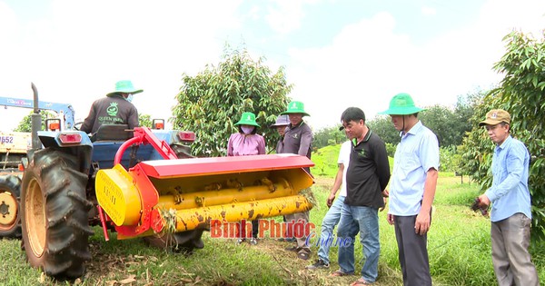 Growing durian as a high-tech “billion dollar tree”, Binh Phuoc farmers invented an automatic grass chopping machine