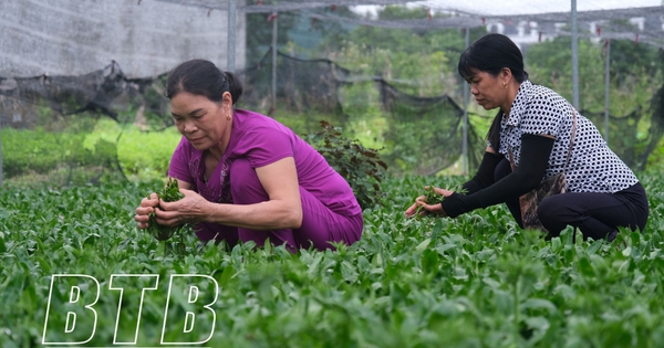 Growing spices and herbs, when scratched, the fragrance spreads throughout the field. For every 1 sao, Thai Binh farmers earn 30-40 million/year.