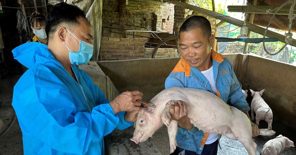 nhan-vien-thu-y-phuong-hoa-long-thanh-pho-bac-ninh-tiem-vac-xin-phong-benh-dich-ta-lon-chau-phi-1703485044726851774451-40-0-708-1276-crop-1703485072329446903309.jpg