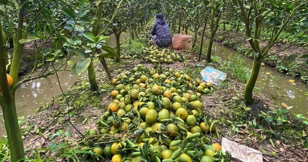 Cam sành rẻ chưa từng có, người nông dân 'đứng ngồi không yên'