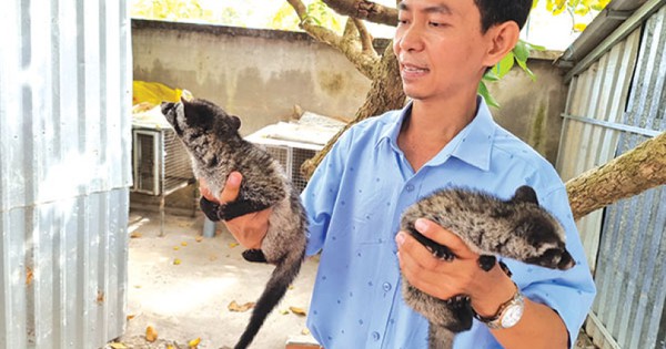 giá chồn hương