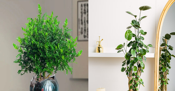 Những mẹo nhỏ để cây đinh lăng bonsai đẹp luôn khỏe mạnh?
