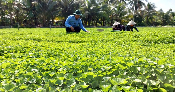 Cách thu hoạch và sử dụng rau má vườn trong nấu ăn?
