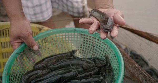 銷售300噸軍曹魚，銷往中國和香港市場，南定農民成了億萬富翁