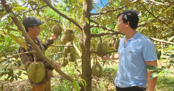 Durian garden is like a billion-dollar tree in a place of Gia Lai, picking fruits, farmers become billionaires