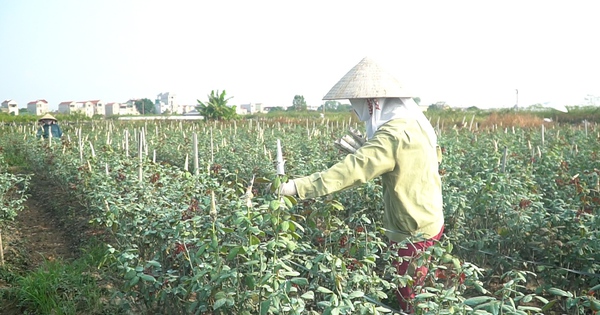 Video: Thiếu hoa để bán dịp 20/10, nông dân làng hoa Mê Linh chuyển hướng trồng hoa hồng trong chậu cảnh