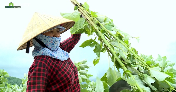 Trồng cây gai xanh trên đất dốc, mở lối thoát nghèo