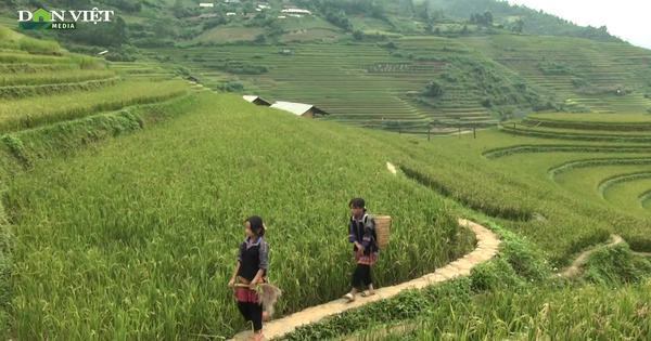 Hấp dẫn du lịch “mùa vàng” ở vùng cao Mù Cang Chải