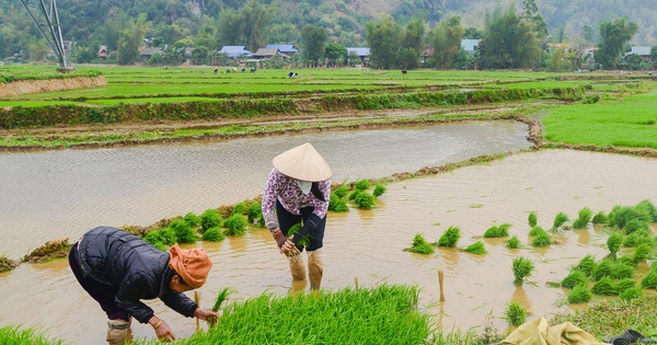 Telling the story of the village: Go to Gieng to plant