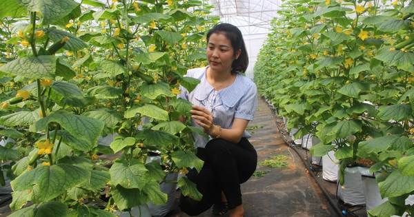 Bac Ninh Farmers’ Association supports members in digital transformation, promoting increased sales