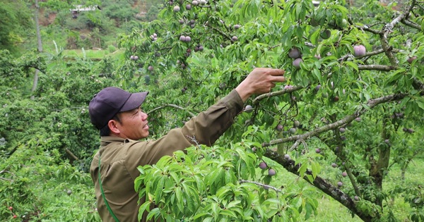 Trồng mận rải vụ, nông dân người Thái thu nhập gấp 50 lần mận chính vụ