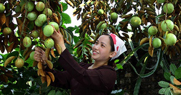 Bắc Giang: Nông dân trồng loại cây “ngọt ngào như dòng sữa mẹ” lãi hàng trăm triệu mỗi vụ