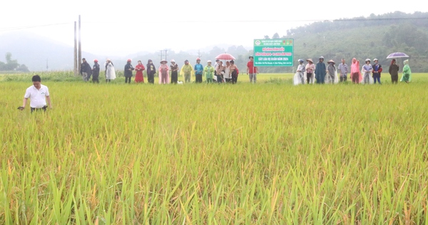 Bón phân NPK vi sinh Lâm Thao cho cây lúa ở Lào Cai cho hiệu quả bất ngờ