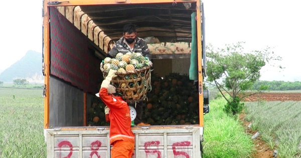 Nông dân Hà Trung (Thanh Hóa) lại thêm vụ dứa trúng lớn