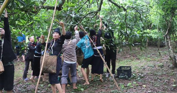 Về vùng đất xoài Yên Châu xem những chàng trai, cô gái dân tộc Thái say sưa thi hái xoài