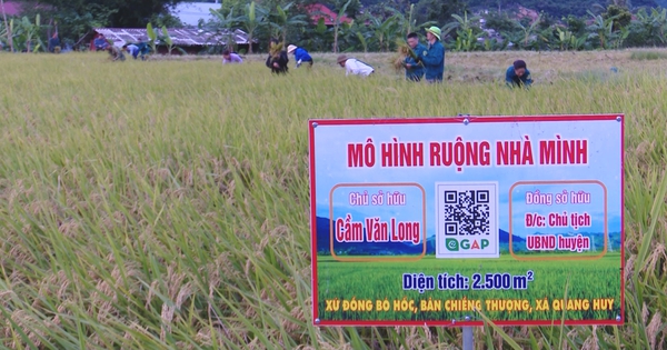 Nông dân vùng cao được lợi khi tham gia mô hình “Ruộng nhà mình”