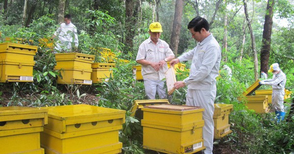 Mật ong Tam Đảo và bí quyết viết tên mật ong Việt Nam ra thế giới