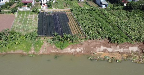 Video: Bờ sông Đà tiếp tục sạt lở, hàng loạt diện tích hoa màu của người dân mất trắng