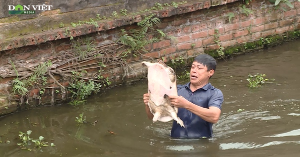 Nông dân đất lúa lãi hàng trăm triệu đồng nhờ nuôi ba ba