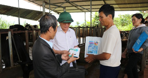 Vụ bò sữa chết bất thường ở Lâm Đồng: Hộ dân đầu tiên tự chữa khỏi được cho bò