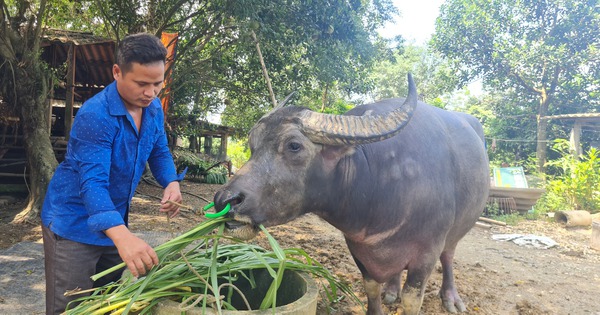 Hội thi Trâu khỏe huyện Chiêm Hóa: Nơi bảo tồn gìn giữ giống trâu quý