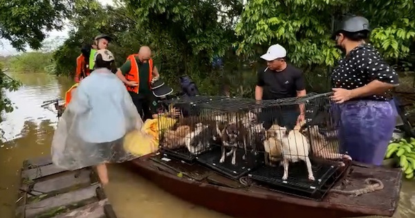 Người dân bãi giữa sông Hồng chạy lũ: Chó mèo theo lên thuyền, gà vịt để mái nhà