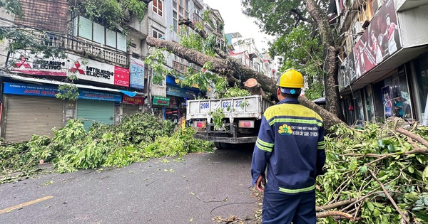 Đoàn “công tác cây xanh” của TP.HCM ra Hà Nội hỗ trợ sau bão Yagi: Phát khóc vì tiếc cây