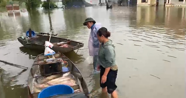 Nước sông Tích dâng cao, người dân tranh thủ bán cá chạy lũ