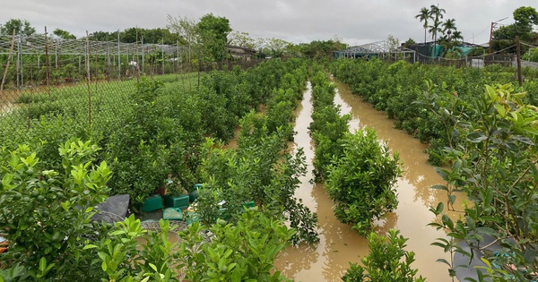 Người dân Tứ Liên (Hà Nội) nguy cơ trắng tay vì hàng trăm ha cây cảnh bị ngập sâu trong nước lũ