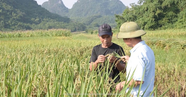 Giống lúa Thụy Hương 308: Giải pháp tiềm năng trong bối cảnh biến đổi khí hậu