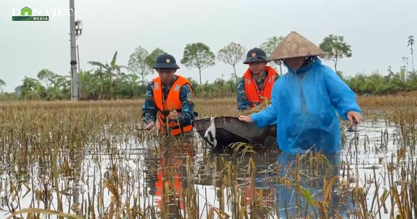 Được bộ đội ngâm mình trong nước giúp gặt lúa sau bão, nông dân rối rít cảm ơn