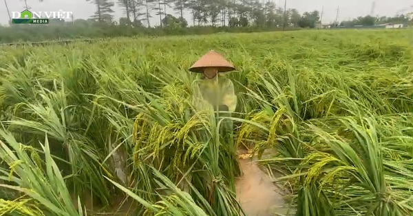 Video: Nông dân ngoại thành Hà Nội ra đồng buộc lúa, vớt vát tài sản sau bão số 3