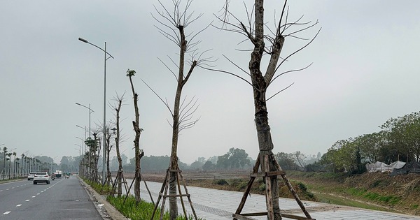 Vụ loạt cây xanh trơ trụi, thiếu sức sống có dấu hiệu chết khô trên tuyến đường 700 tỷ: Lộ diện nhà thầu thực hiện