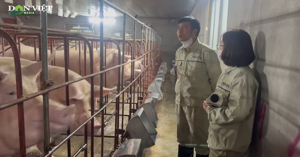 Anh nông dân Yên Bái làm nuôi lợn nái theo mô hình khép kín, kiếm gần tỷ đồng mỗi năm