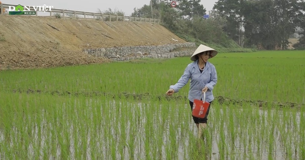 Khắc phục khó khăn do Bão số 3, nông dân huyện này của Yên Bái phấn khởi khi lúa xuân lên xanh tốt