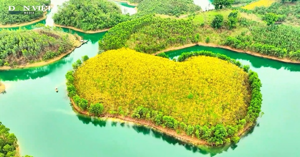 Rực rỡ đảo hoa Phong Linh trên hồ Thác Bà