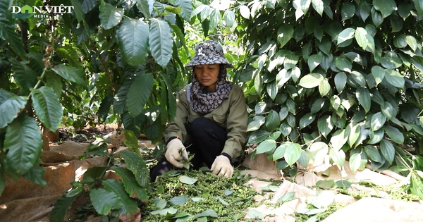 Tháng nào cũng “rủng rỉnh” tiền nhờ làm vườn kiểu mới ở Đắk Lắk