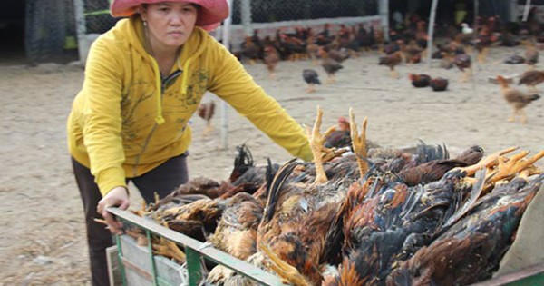 Có thuốc phòng ngừa hiệu quả để tránh gà ăn phải thuốc chuột không?

