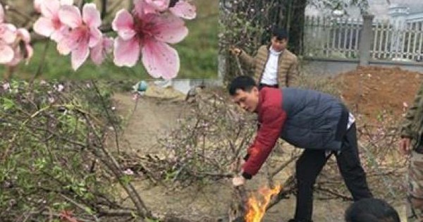 What are the characteristics of the đào 5 cánh flower?