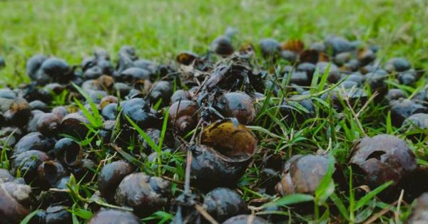 Hiệu quả của cách diệt ốc bươu vàng bằng lá đu đủ trên vườn trồng