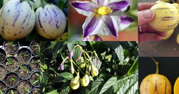 Có những loại pepino nào khác nhau và khác biệt như thế nào?
