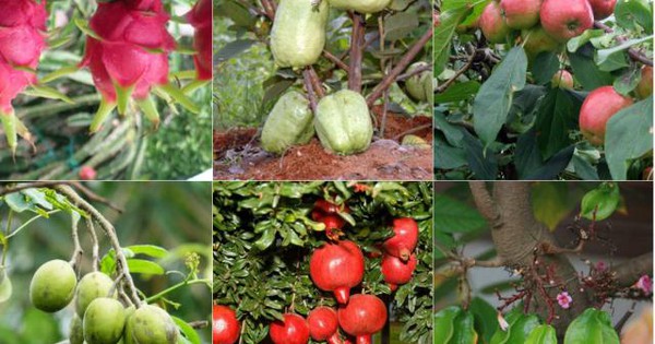 Tìm hiểu nên trồng cây an quả gì trong vườn nhà Để có thành quả tốt và bền vững
