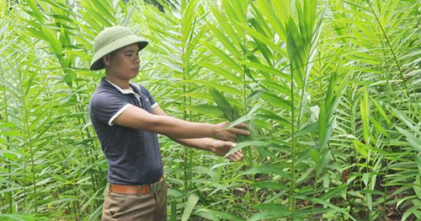 Gừng núi có tác dụng phòng chống bệnh gì?
