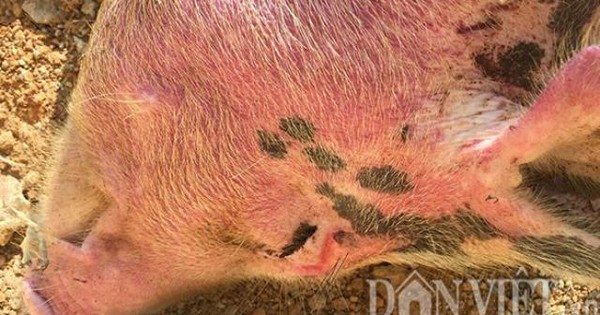 Bạn có thể phòng tránh bệnh ho ra máu ở lợn như thế nào?
