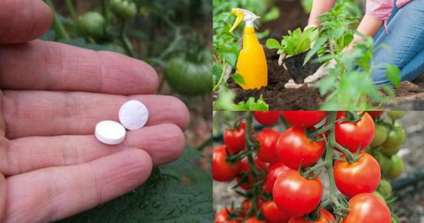 Thuốc aspirin có thể khử trùng và diệt khuẩn trên cây trồng như thế nào?
