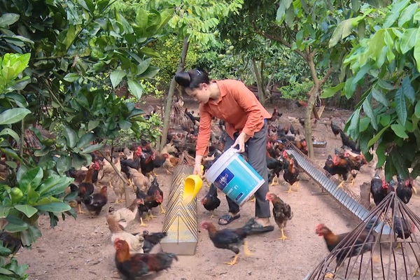 Người phụ nữ Thái nuôi gà làm giàu bằng cách của riêng mình